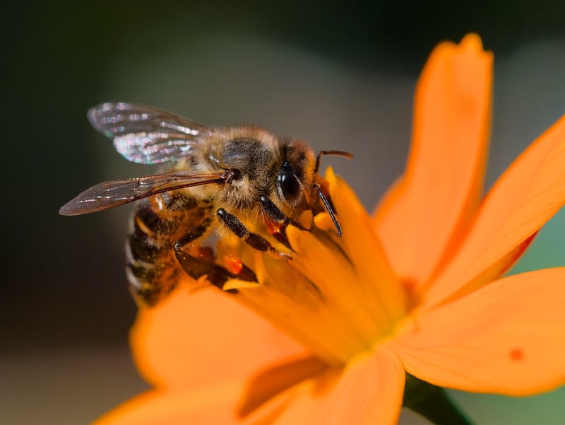 Pollinator Gardens